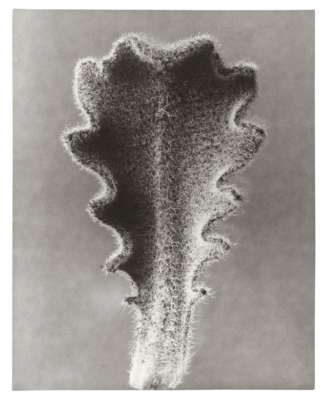 Hypochaeris radicata Hairy Catsear Young Leaf n.d. Gelatin Silver Print 30.1 x 25.8 cm